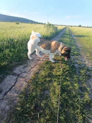 Femela akita american - imagine 9