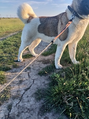 Femela akita american - imagine 10