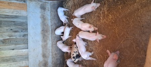 Purcelusi Landrace&Duroc - imagine 2