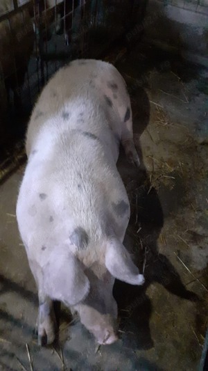 Porci pentru sacrificat - imagine 2