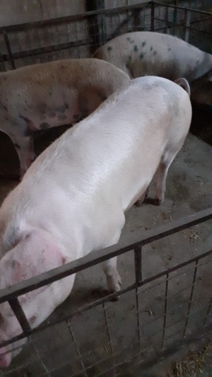 Porci pentru sacrificat