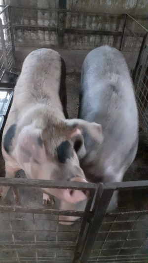 Porci pentru sacrificat - imagine 3