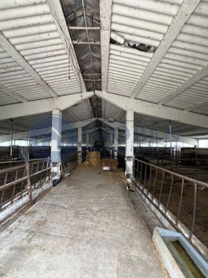 60.000mp Ferma de bovine, păsări, porcine, culturi agricole Diverse - imagine 2