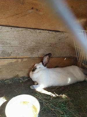 Iepuri de vanzare - Orastie - Beriu - imagine 2