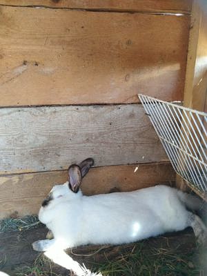 Iepuri de vanzare - Orastie - Beriu- Timisoara