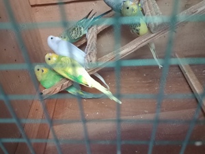 vand perusi  - imagine 3