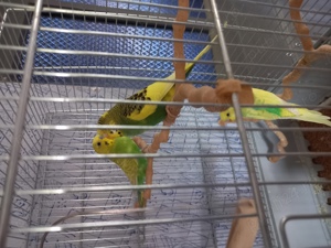 vand perusi  - imagine 2