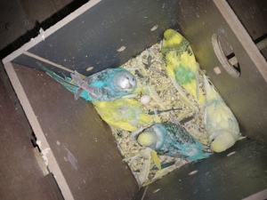 vand perusi  - imagine 4