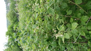 Vând zmeura lanthan soi canadian  - imagine 2