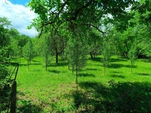 Teren și casa 