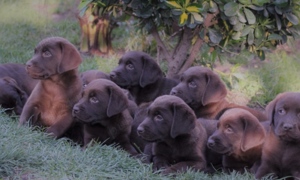 Labrador ciocolatiu  - imagine 5