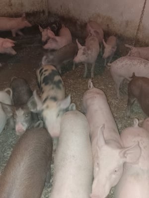 Purcei  450 lei bucata 35kg-50kg - imagine 3