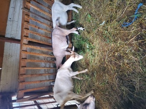 Vand  capre saanen și alpine franceze  - imagine 3 Vand  capre saanen și alpine franceze  - imagine 3
