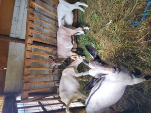 Vand  capre saanen și alpine franceze  - imagine 2 Vand  capre saanen și alpine franceze  - imagine 2