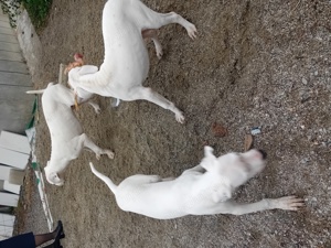 Dog argentinian super pupy