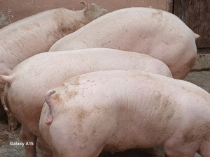 porci 100-160 kg