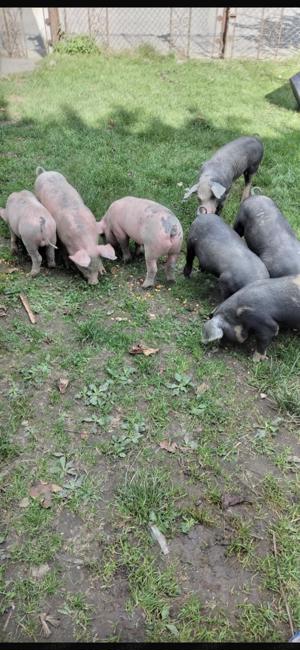 Vand purcei , detalii la telefon