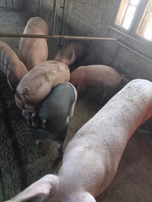 porci