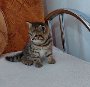 British Shortahir  - imagine 3