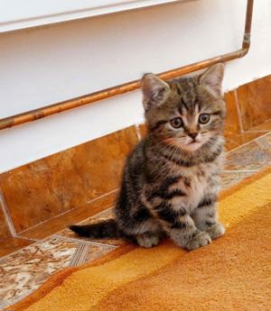 British Shortahir  - imagine 2