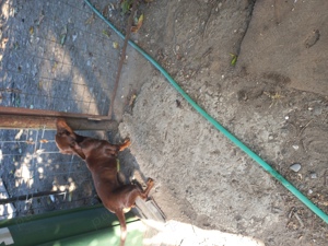 Catel rasa tekel - imagine 4 Catel rasa tekel - imagine 4