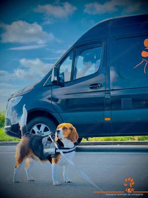 Oferim transport caini si pisici in tara si international - imagine 7