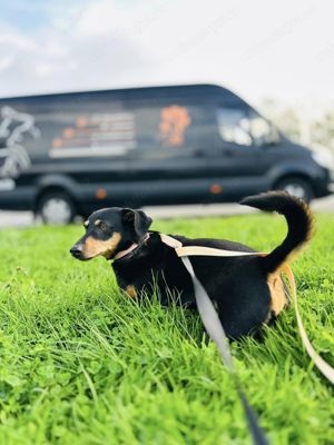 Oferim transport caini si pisici in tara si international - imagine 8