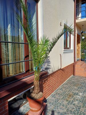 Vand Palmier inaltime aprox. 2.5 metri - imagine 3