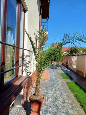 Vand Palmier inaltime aprox. 2.5 metri - imagine 2