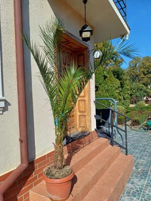 Vand Palmier inaltime aprox. 2.5 metri - imagine 4