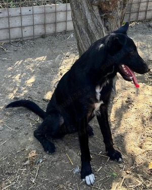 Metis ciobanesc belgian pui, gratuit  - imagine 8