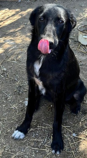 Metis ciobanesc belgian pui, gratuit  - imagine 5