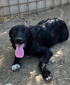 Metis ciobanesc belgian pui, gratuit  - imagine 4