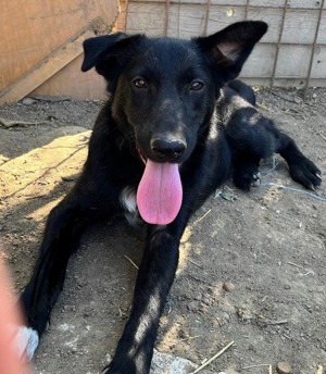 Metis ciobanesc belgian pui, gratuit  - imagine 6