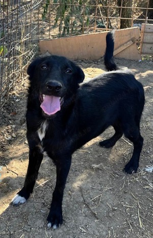 Metis ciobanesc belgian pui, gratuit  - imagine 7