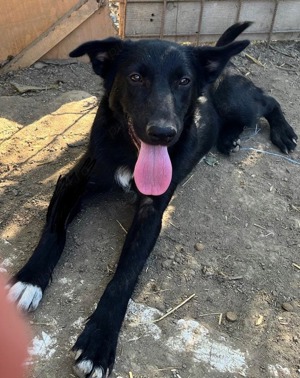 Metis ciobanesc belgian pui, gratuit  - imagine 9