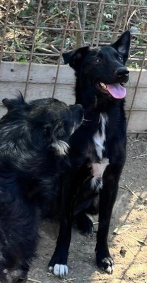 Metis ciobanesc belgian pui, gratuit  - imagine 3