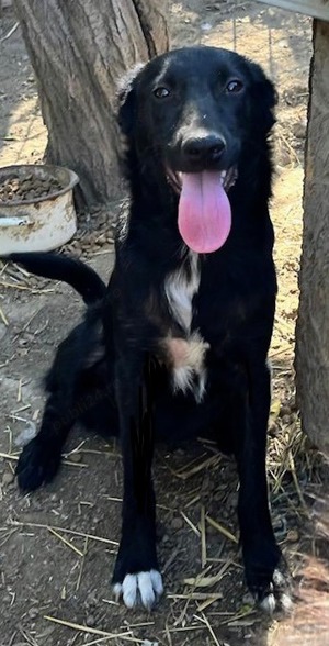 Metis ciobanesc belgian pui, gratuit  - imagine 10