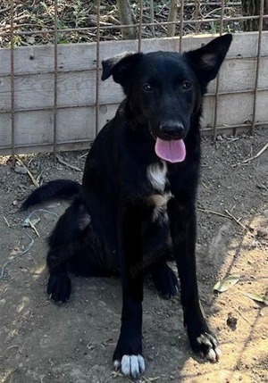 Metis ciobanesc belgian pui, gratuit  - imagine 2