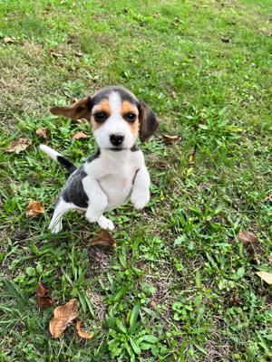Catei Beagle de vanzare  - imagine 2