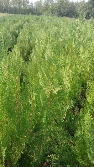 Vand Tuia Biota Orientalis