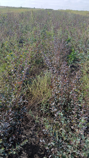 Vand Dracila Japoneza (Berberis Thunbergii)