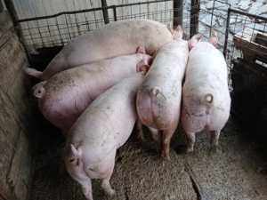 PORCI vanzare - imagine 3