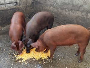 DUROCI disponibili ptr arvunit, CRĂCIUN