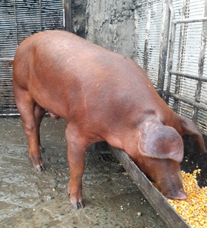 DUROCI disponibili ptr arvunit, CRĂCIUN - imagine 3