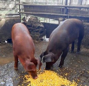 DUROCI disponibili ptr arvunit, CRĂCIUN - imagine 2