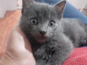 Pui de pisica din rasa Albastru de Rusia - imagine 2 Pui de pisica din rasa Albastru de Rusia - imagine 2