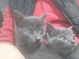 Pui de pisica din rasa Albastru de Rusia