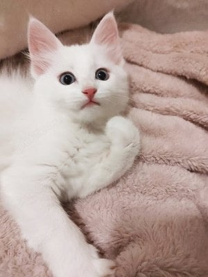 ragdoll fetita si baietel