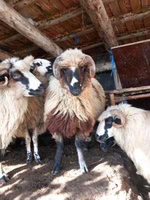 Vând miele și berbecuți de reproducere(de ținut) - imagine 2